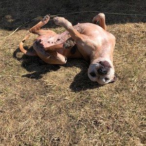 Meet your Posher, Cyn